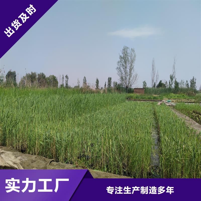 芦苇苗芦苇小苗市场行情