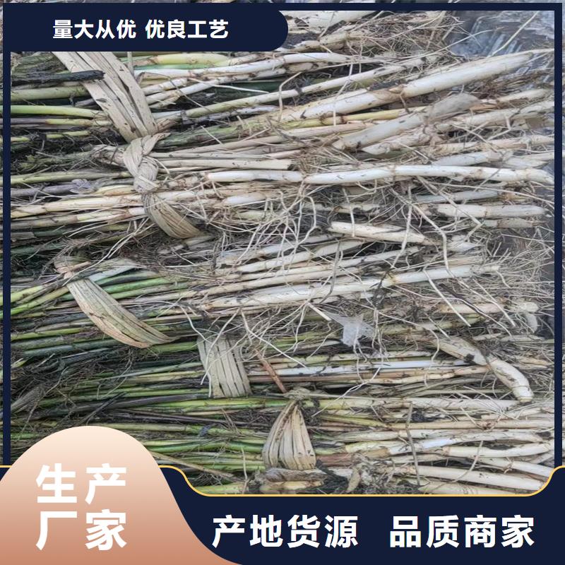 芦苇苗芦苇幼苗多种款式可随心选择