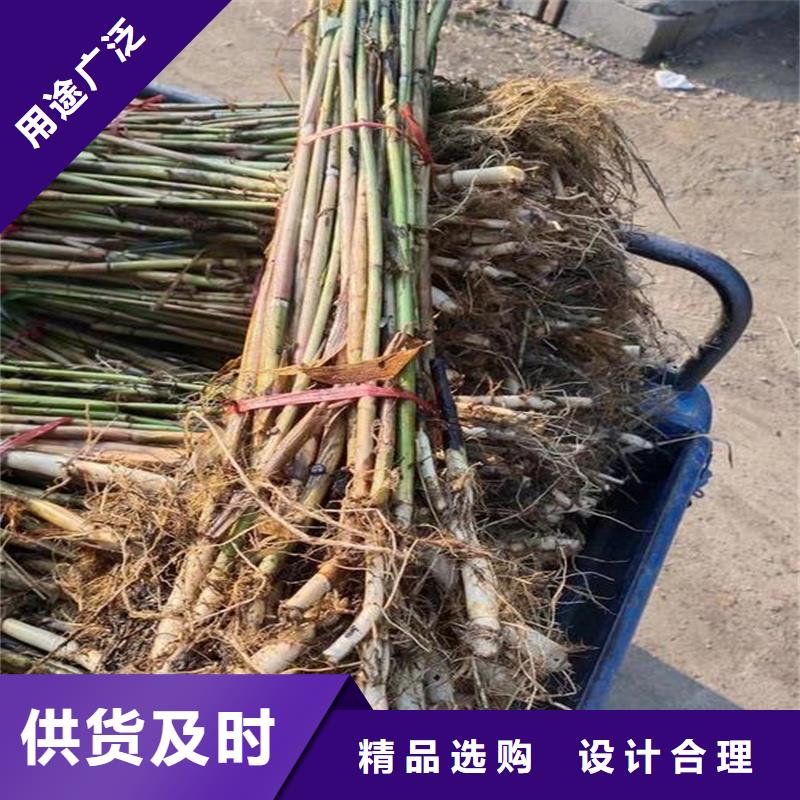 芦苇苗,饲料用芦苇苗支持拿样