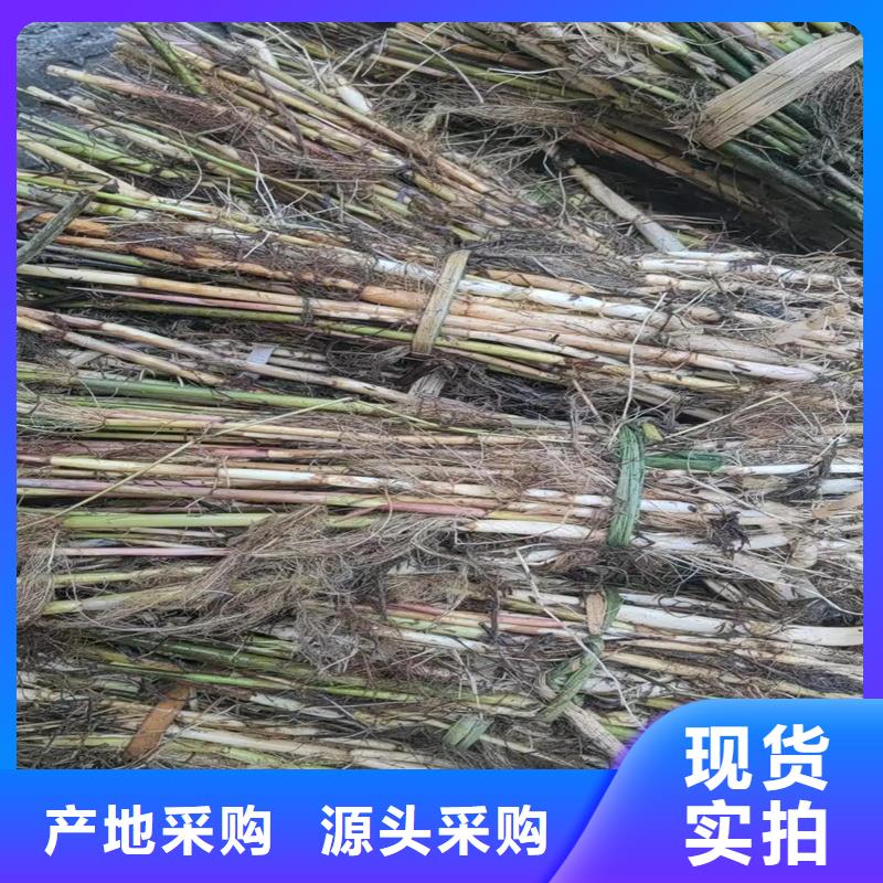 芦苇苗芦苇种子诚信厂家