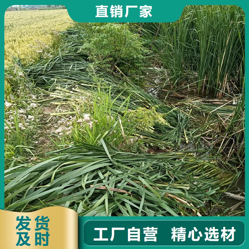 芦苇苗芦苇幼苗现货销售