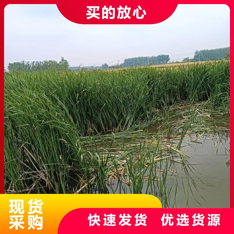 芦苇苗芦苇N年专注