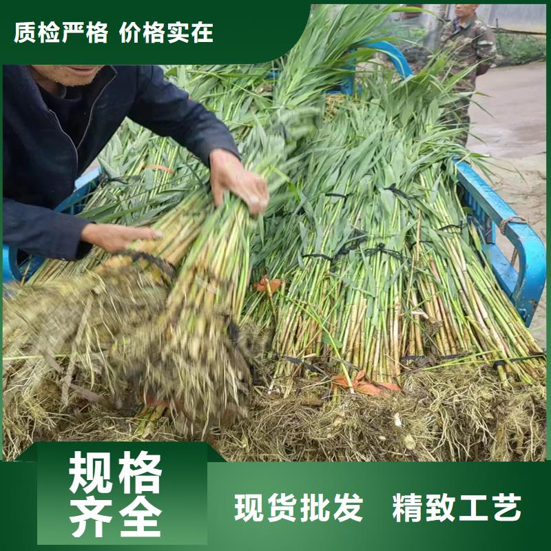 芦苇苗_芦苇根苗本地配送