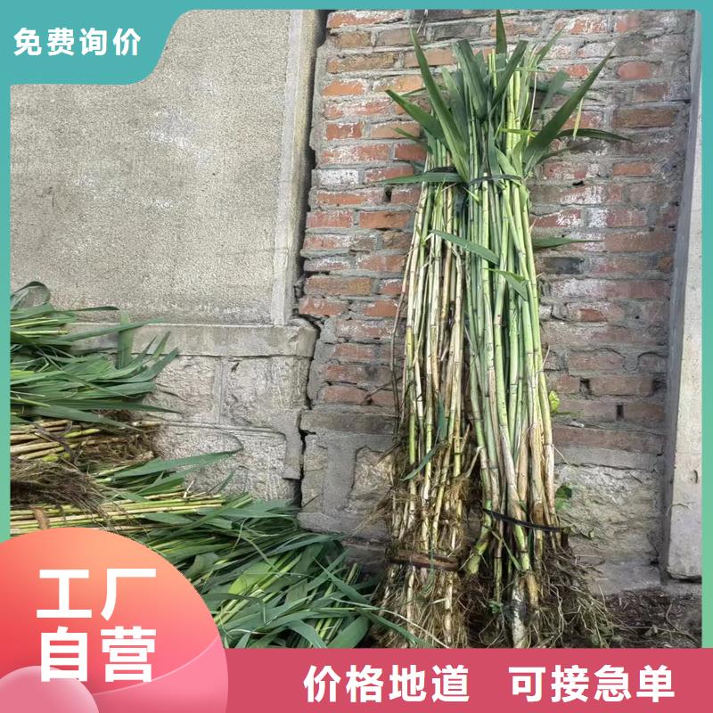 芦苇苗生态修复芦苇苗让利客户