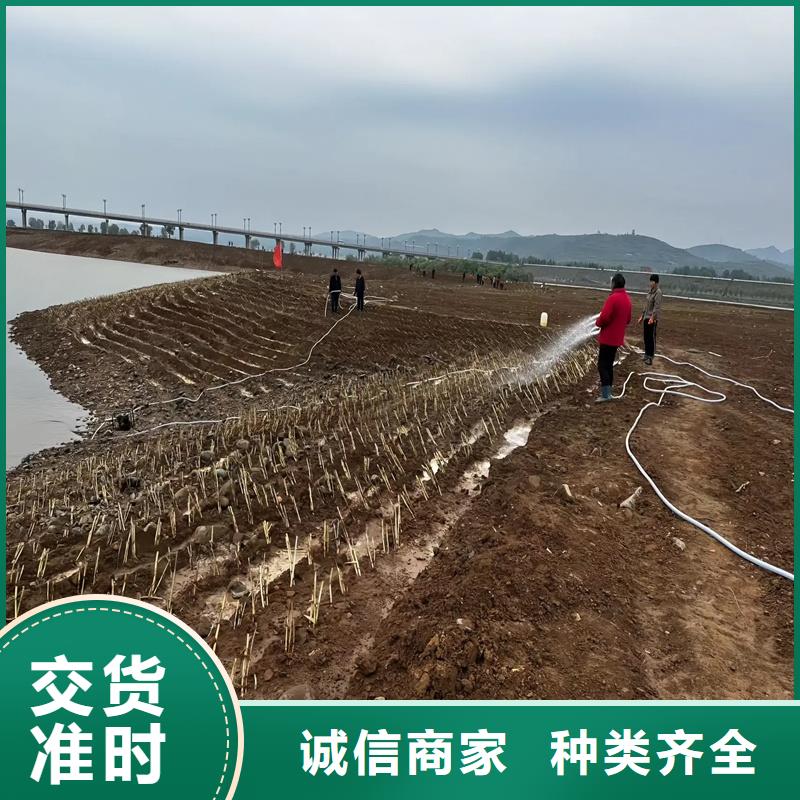 芦苇苗芦苇小苗市场行情