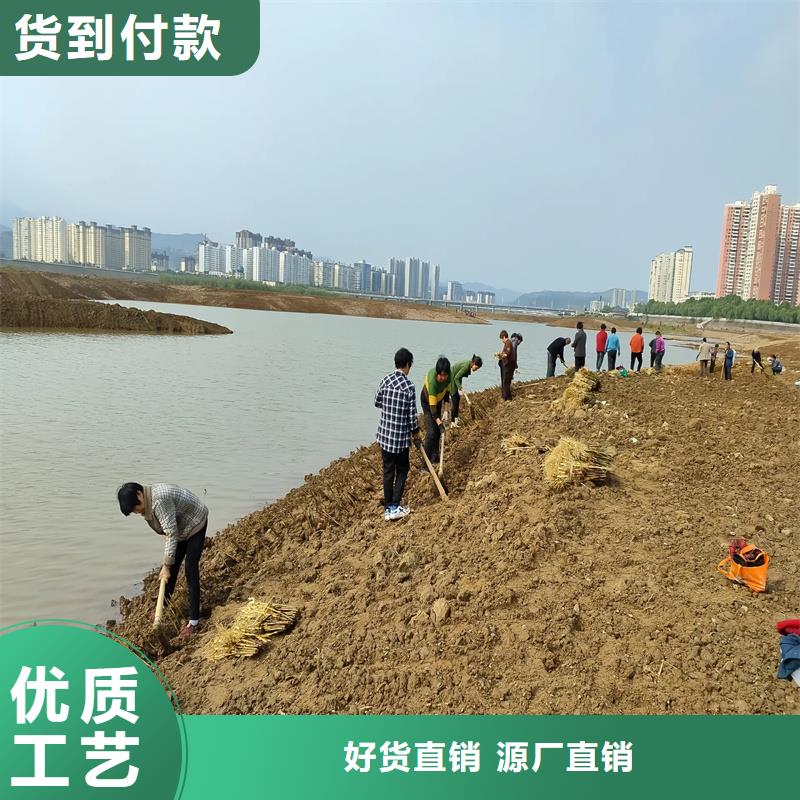 芦苇苗造纸原料芦苇苗N年生产经验