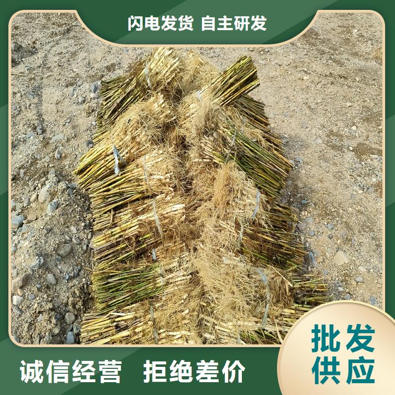 芦苇苗芦苇小苗做工精细