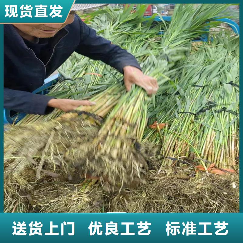 芦苇苗河道治理芦苇苗实体厂家大量现货