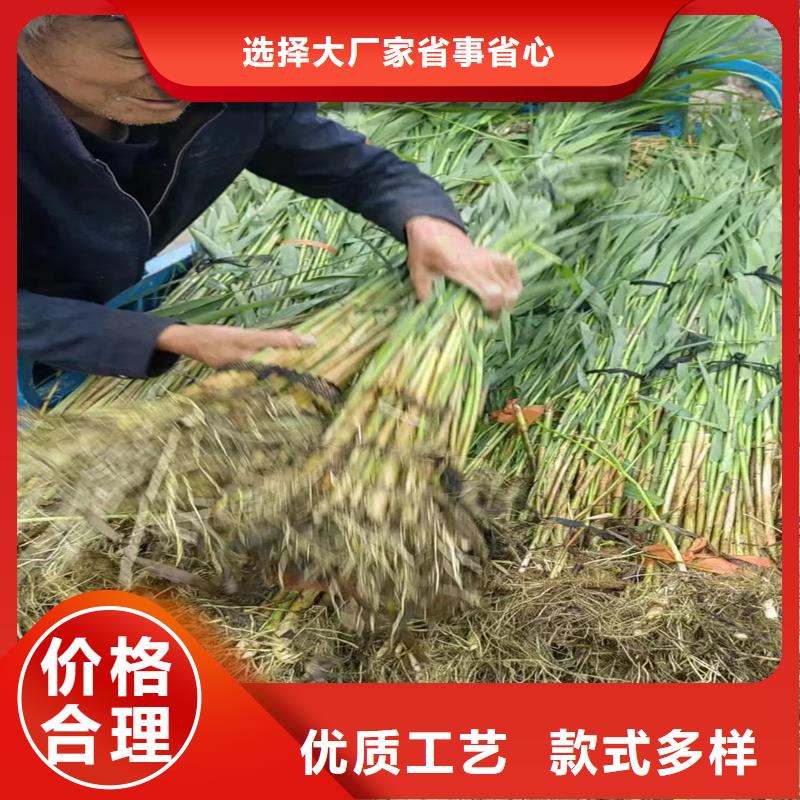 芦苇苗芦苇小苗做工精细