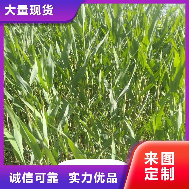 芦苇苗芦苇苗批发源厂直接供货