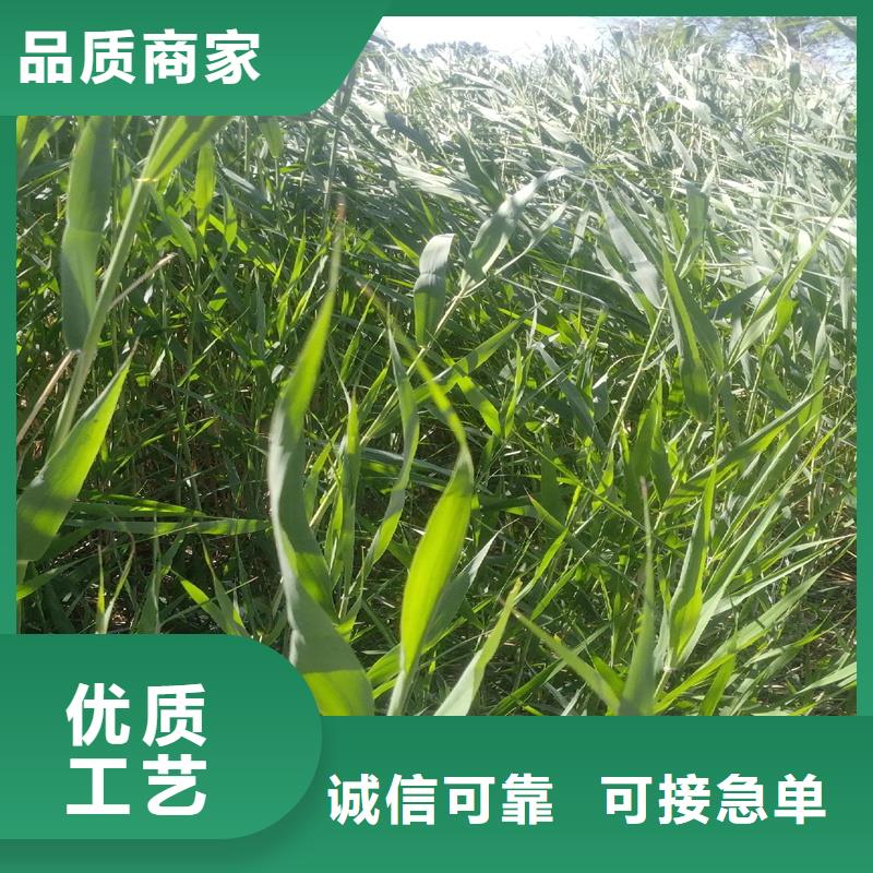 芦苇苗芦苇小苗做工精细