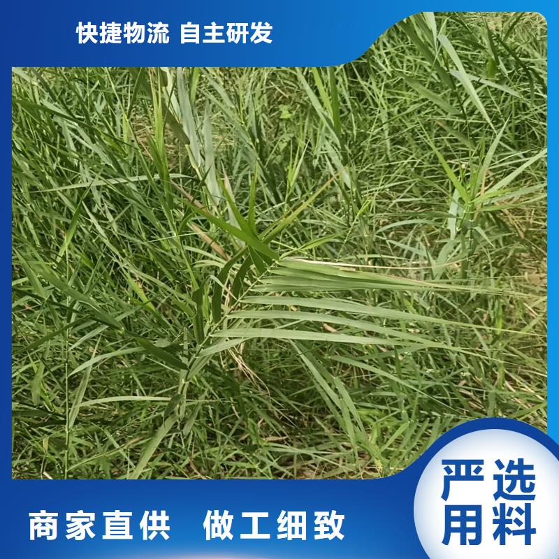 芦苇苗净化水质芦苇苗客户满意度高