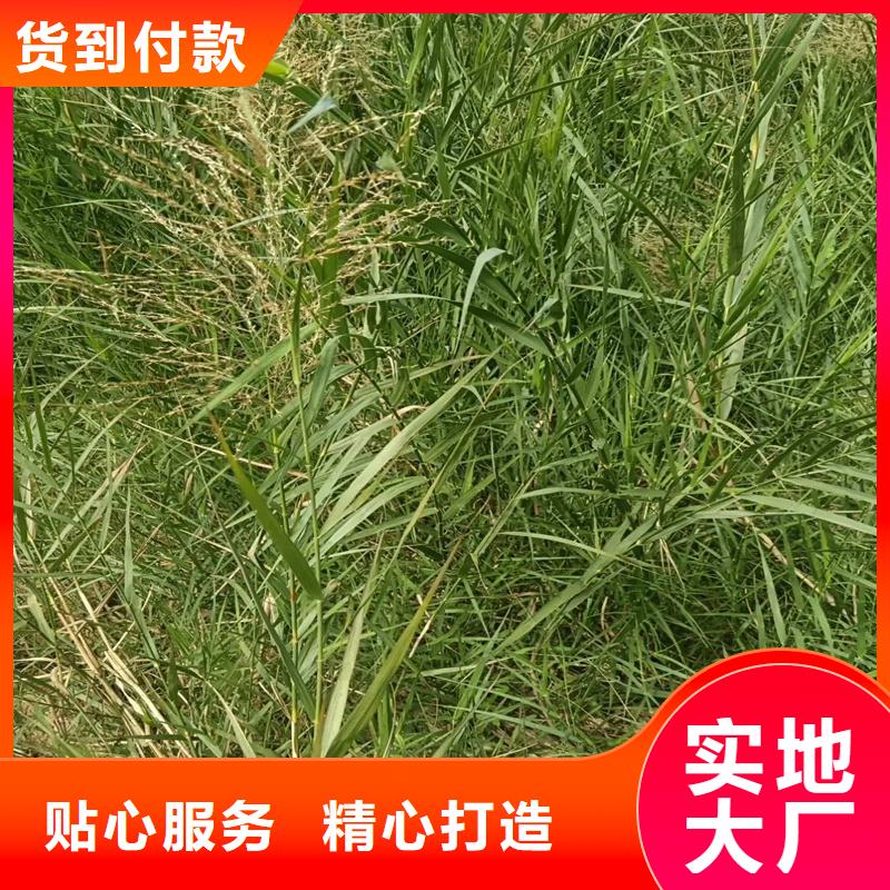 芦苇苗芦苇按需定制真材实料