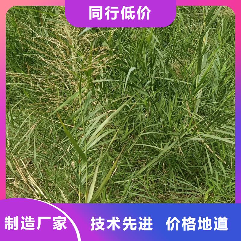 芦苇苗芦苇种子诚信厂家
