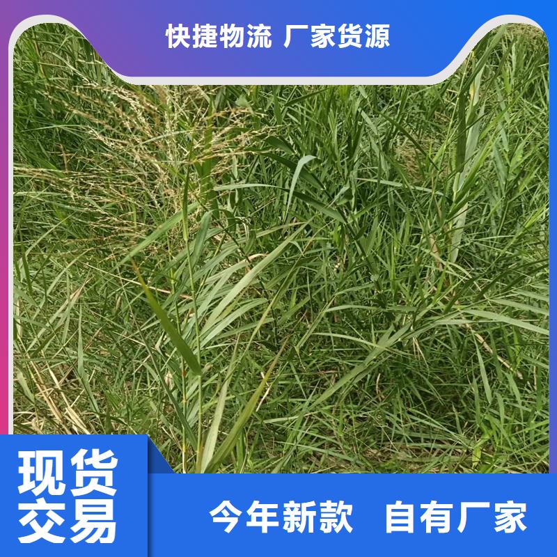 芦苇苗芦苇种苗质量上乘