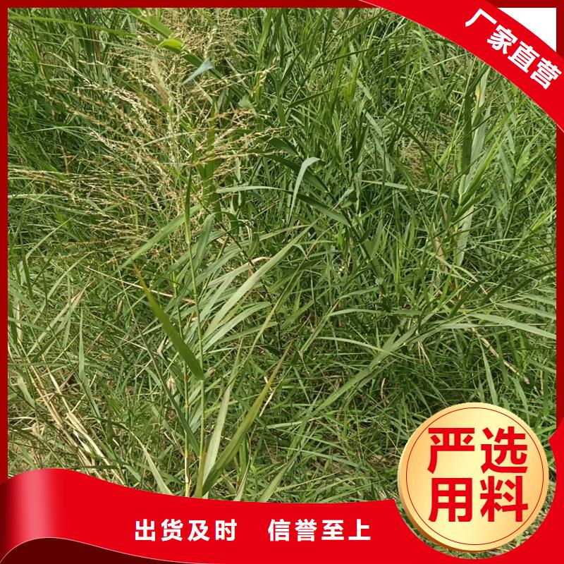 芦苇苗芦苇种苗厂家批发价