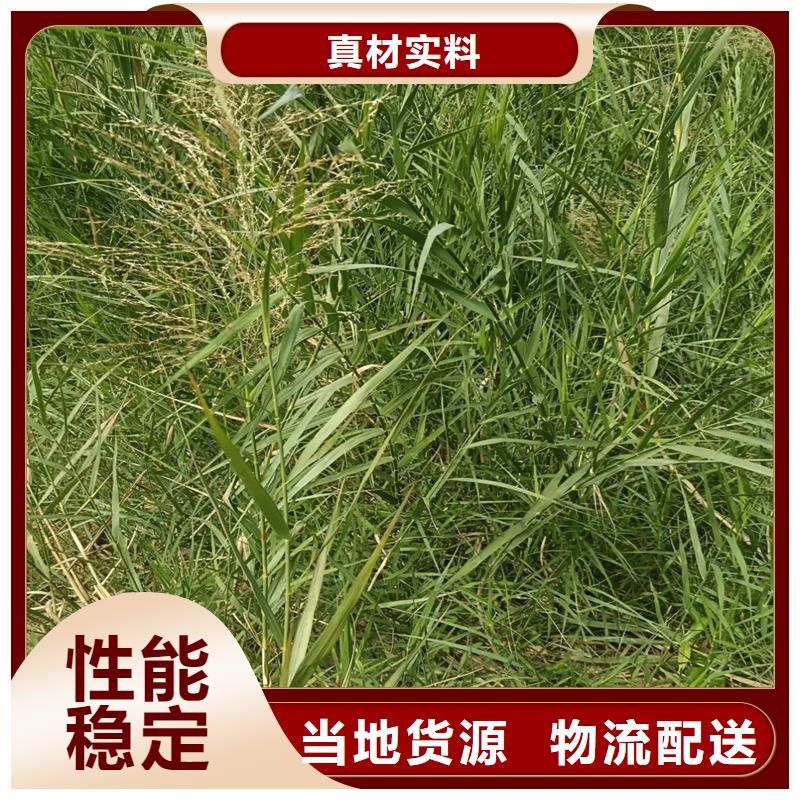 芦苇苗芦苇幼苗现货销售