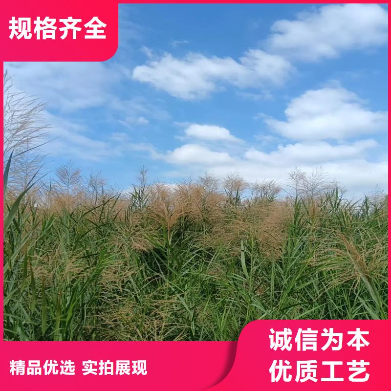 芦苇苗芦苇种苗用心细节