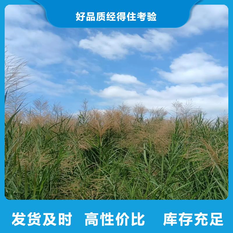 芦苇苗饲料用芦苇苗服务周到