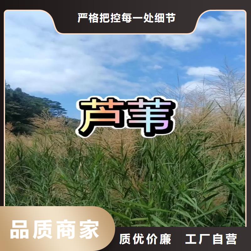 芦苇苗芦苇小苗做工精细