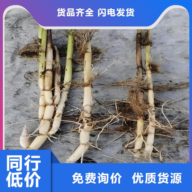 芦苇苗芦苇小苗市场行情