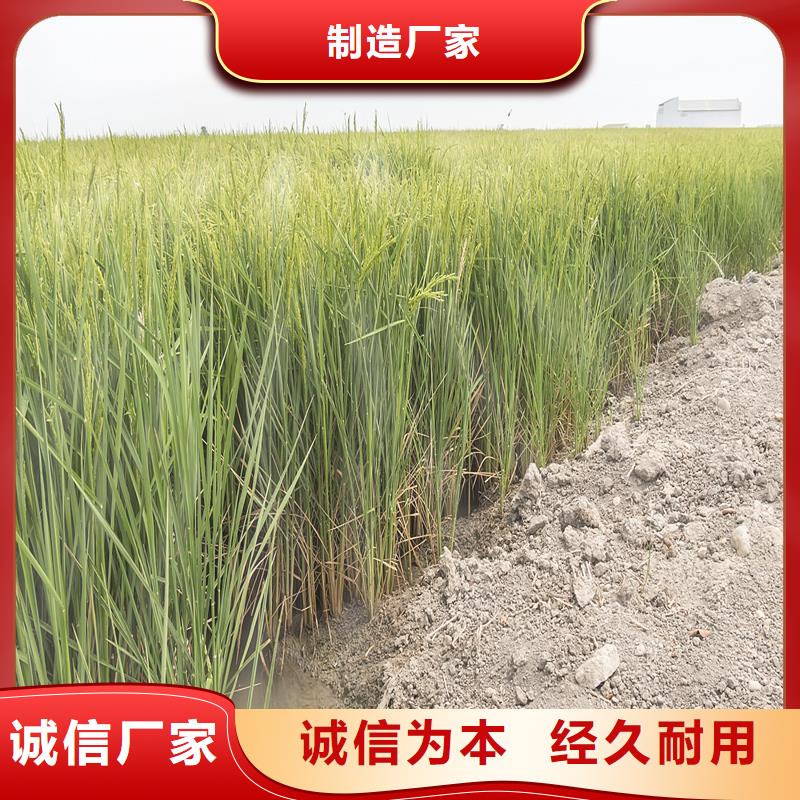 芦苇苗芦苇种子拒绝伪劣产品
