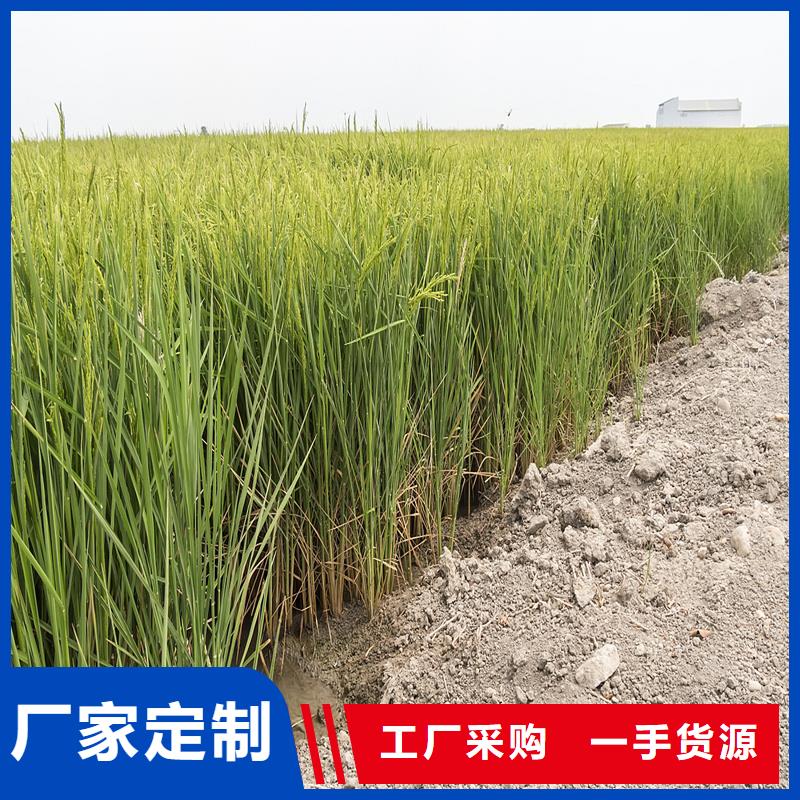 芦苇苗芦苇小苗做工精细