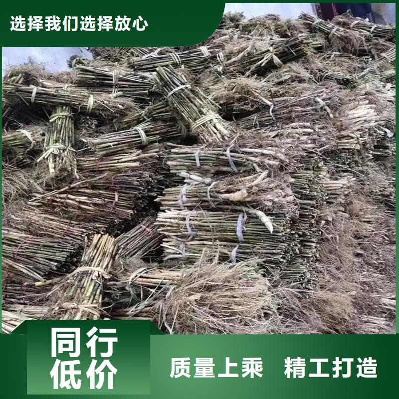 芦苇苗芦苇小苗做工精细