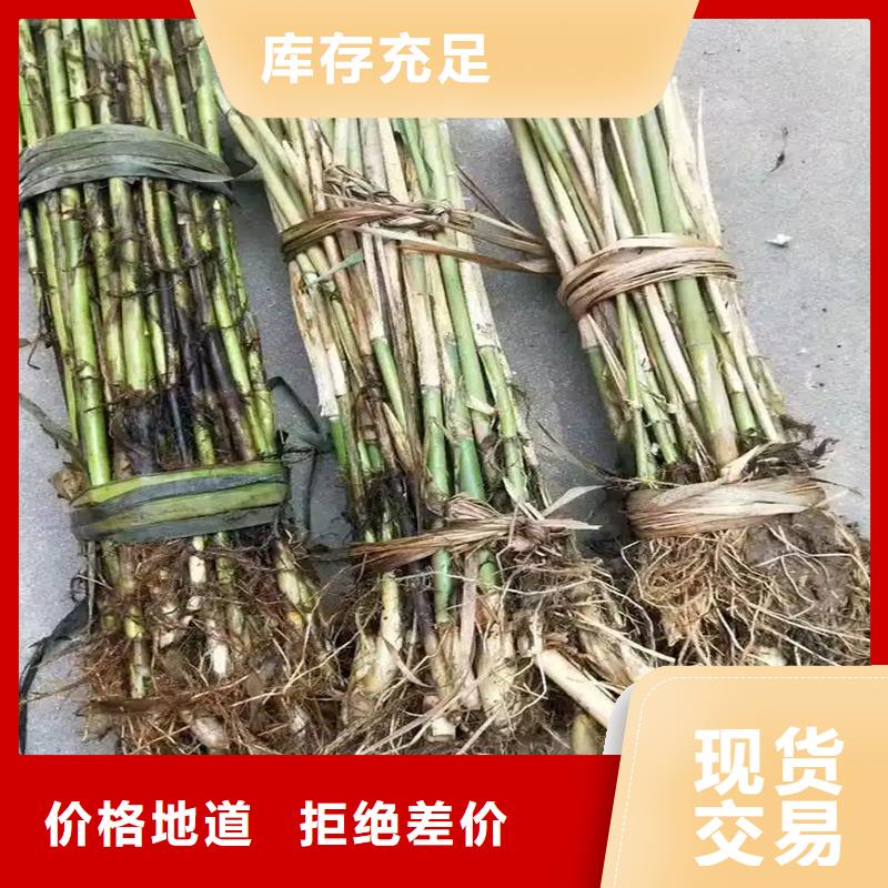 芦苇苗芦苇幼苗多种款式可随心选择