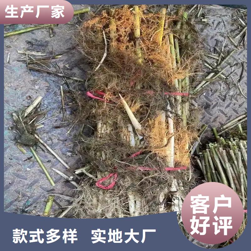 芦苇苗芦苇小苗市场行情