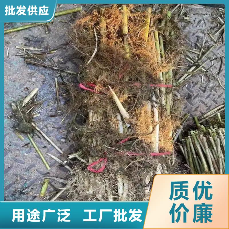 芦苇苗芦苇小苗做工精细