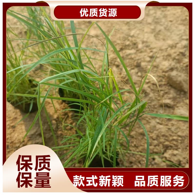 芦苇苗芦苇按需定制真材实料