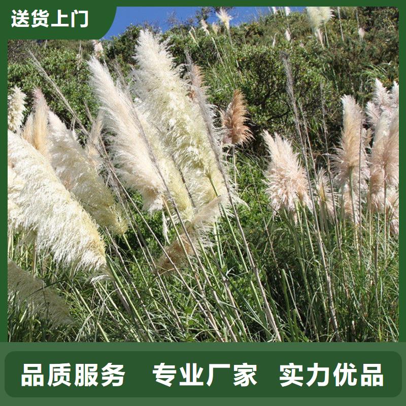 芦苇苗_编织材料芦苇苗产地批发