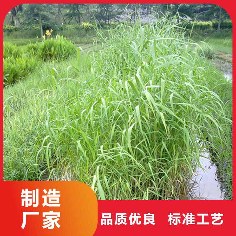芦苇苗生态修复芦苇苗让利客户
