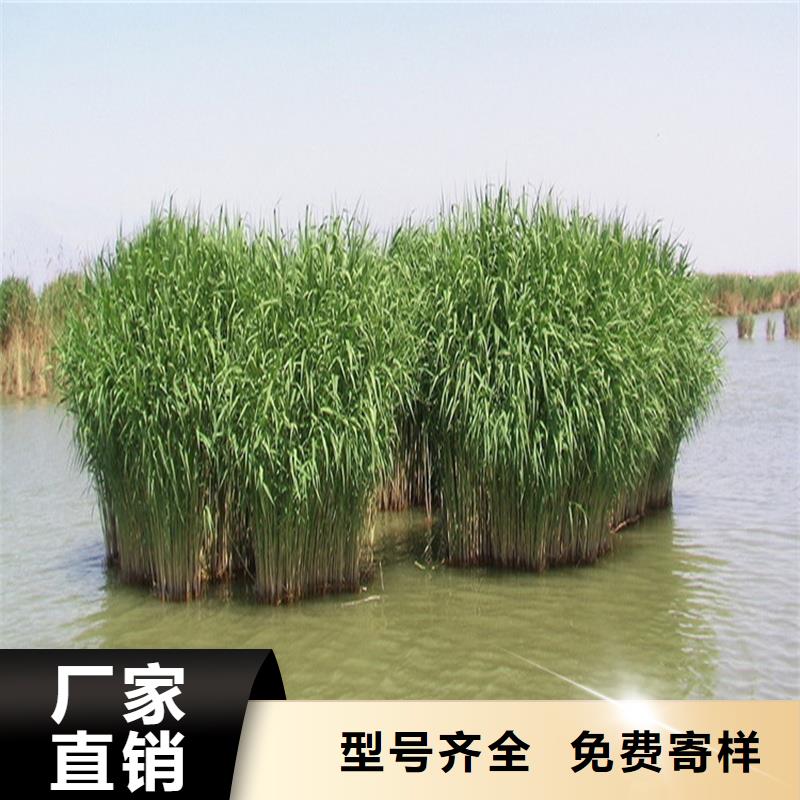 芦苇苗芦苇种苗厂家批发价