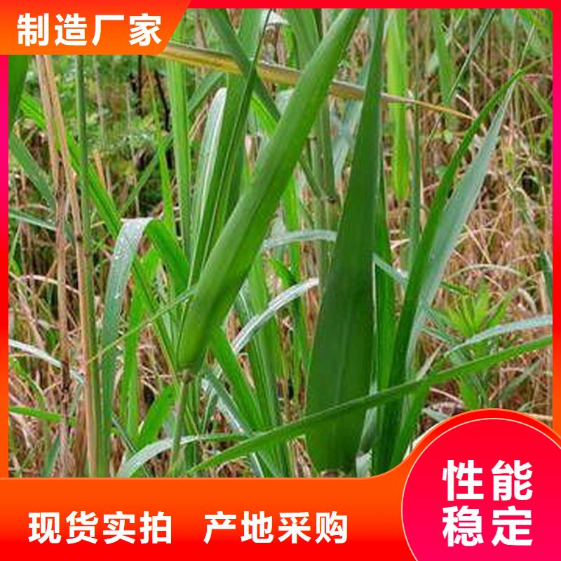 芦苇苗芦苇种子诚信厂家