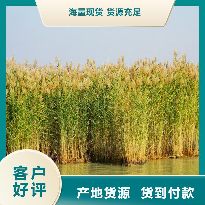 芦苇苗河道治理芦苇苗实体厂家大量现货