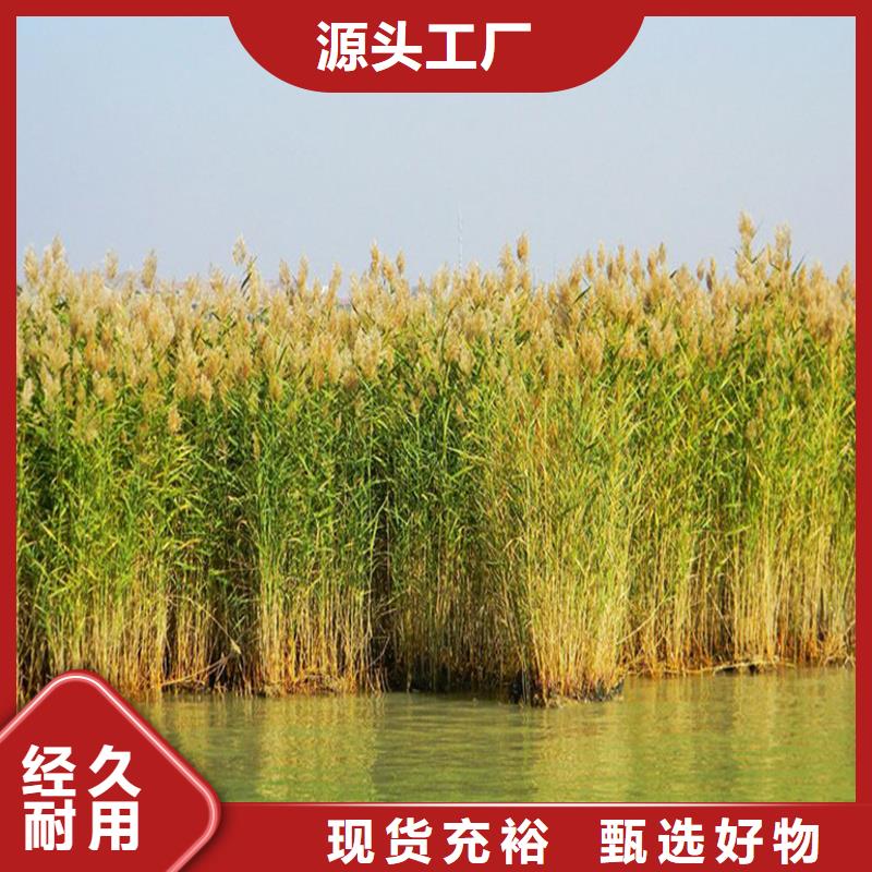 芦苇苗芦苇苗价格满足客户所需