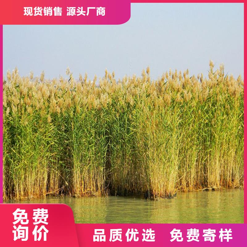 芦苇苗造纸原料芦苇苗N年生产经验