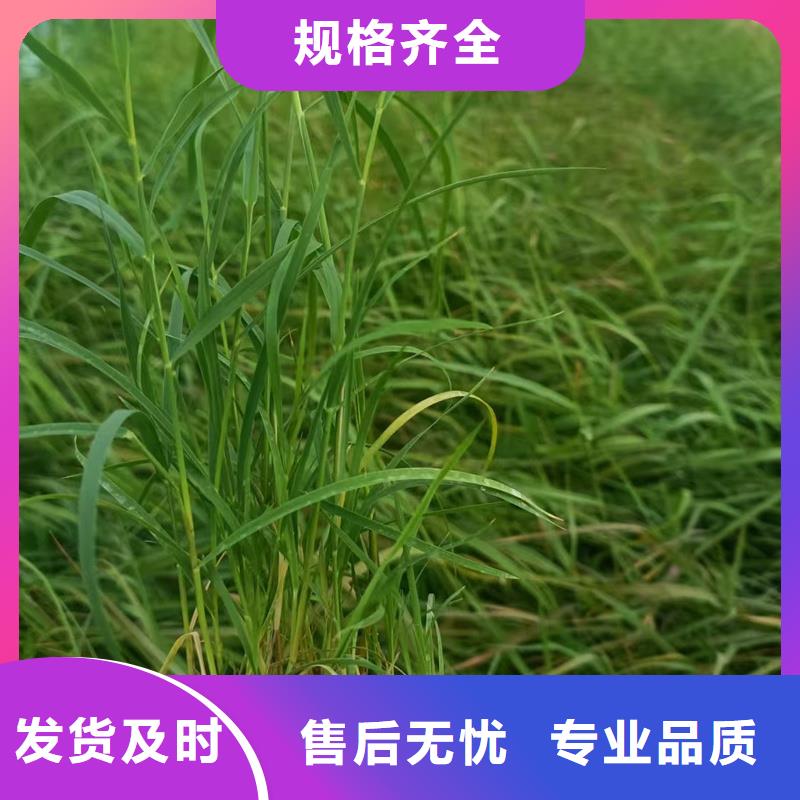 芦苇苗芦苇种苗质量上乘
