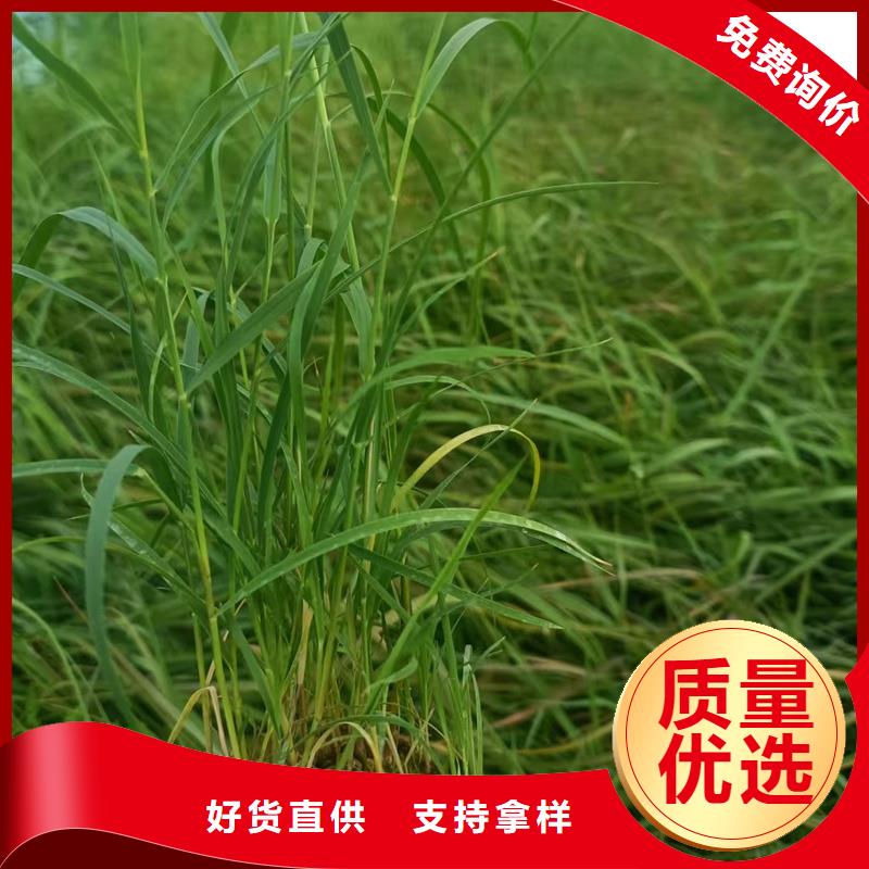 芦苇苗芦苇小苗做工精细