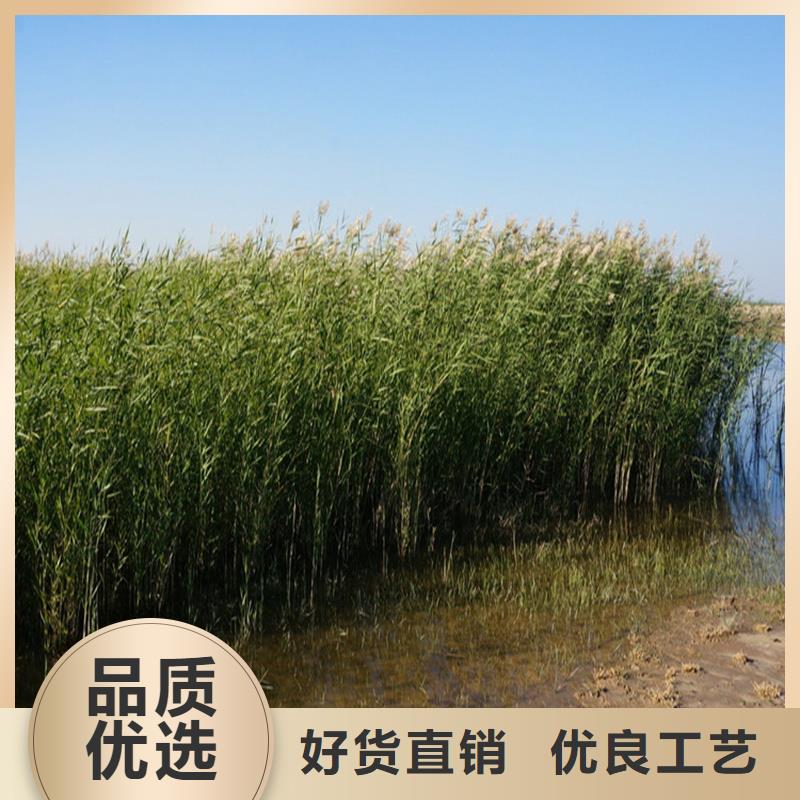 芦苇苗芦苇根茎实拍品质保障