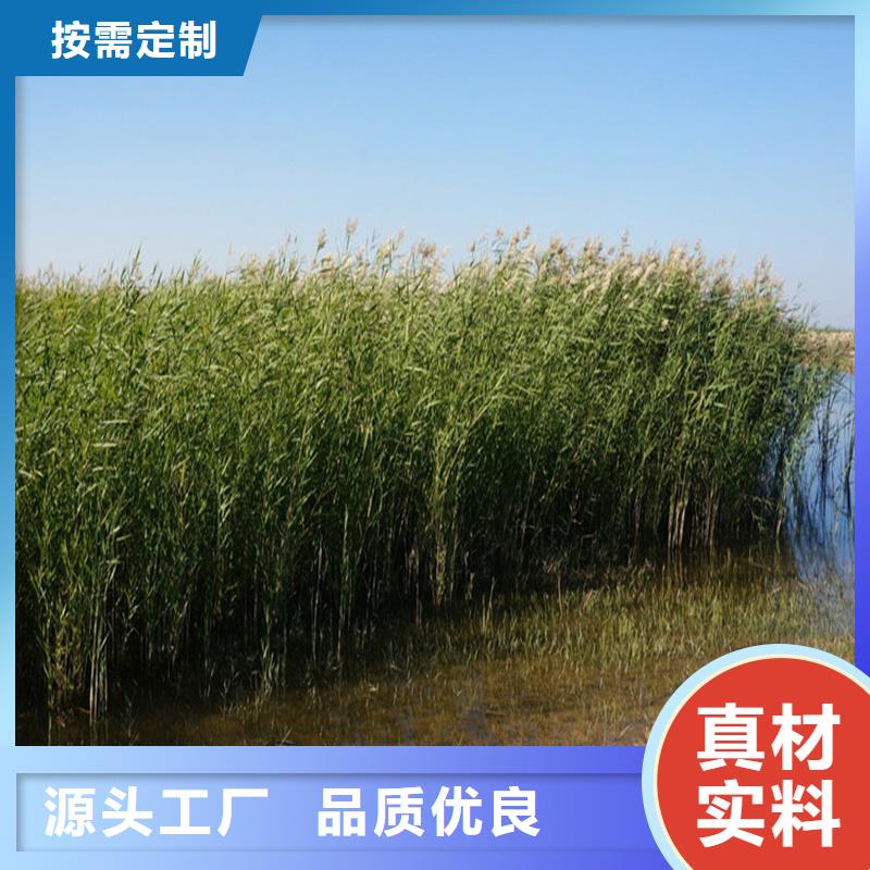 芦苇苗芦苇按需定制真材实料