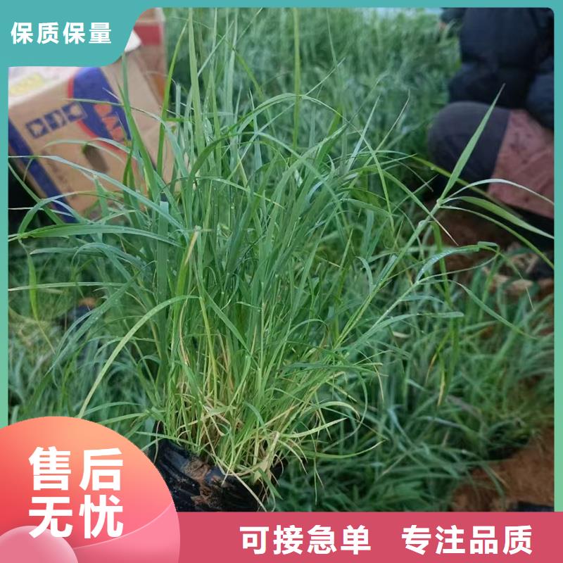 芦苇苗芦苇种子拒绝伪劣产品