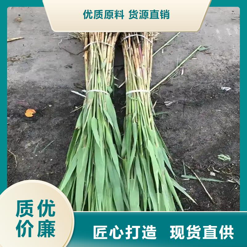 芦苇苗生态修复芦苇苗让利客户