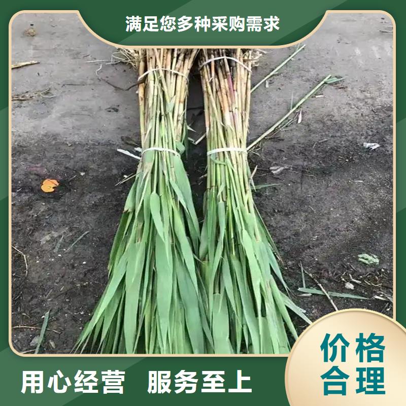 芦苇苗芦苇苗价格满足客户所需
