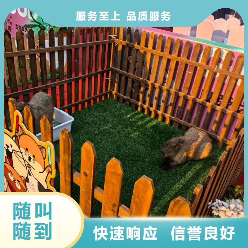 萌宠展出租赁-萌宠展出租赁品质保证