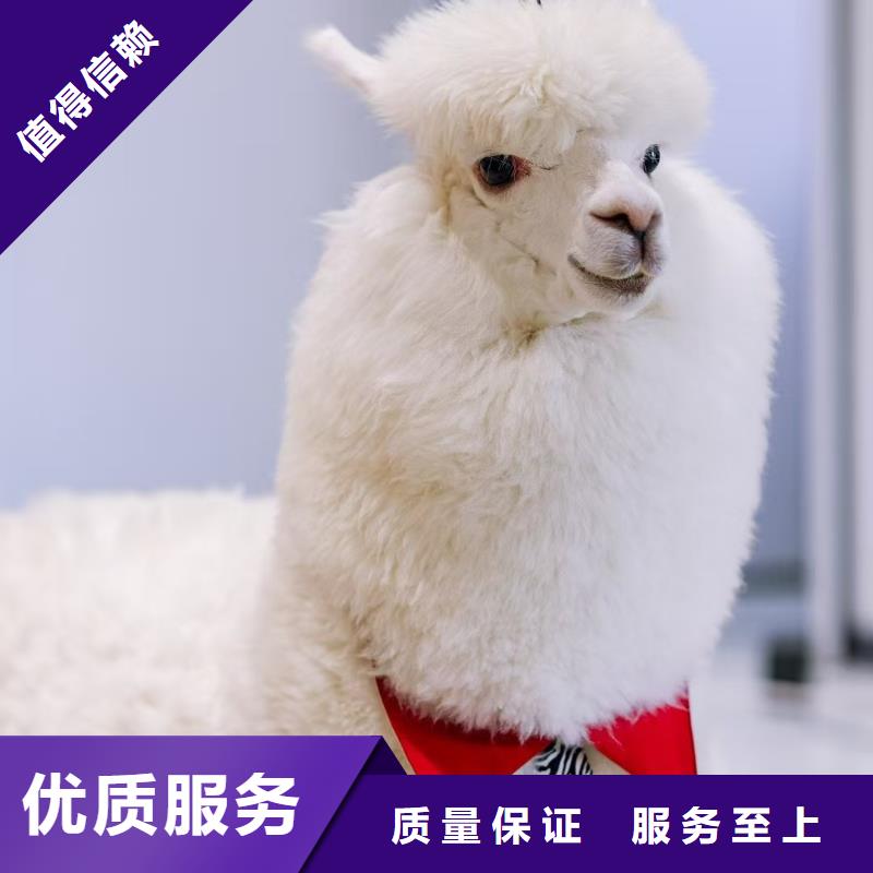 萌宠展出租赁-萌宠展出租赁品质保证