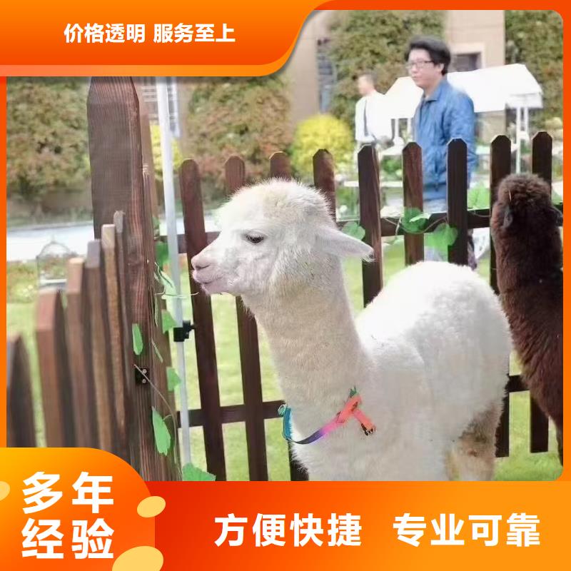 水豚出租性能可靠