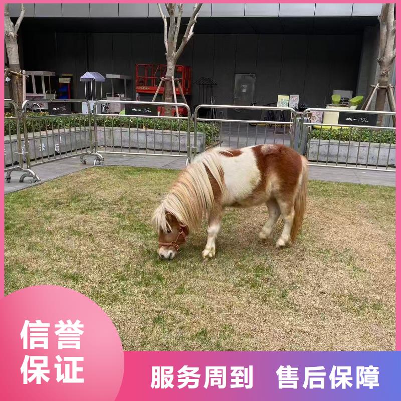 萌宠展出租赁-萌宠展出租赁品质保证